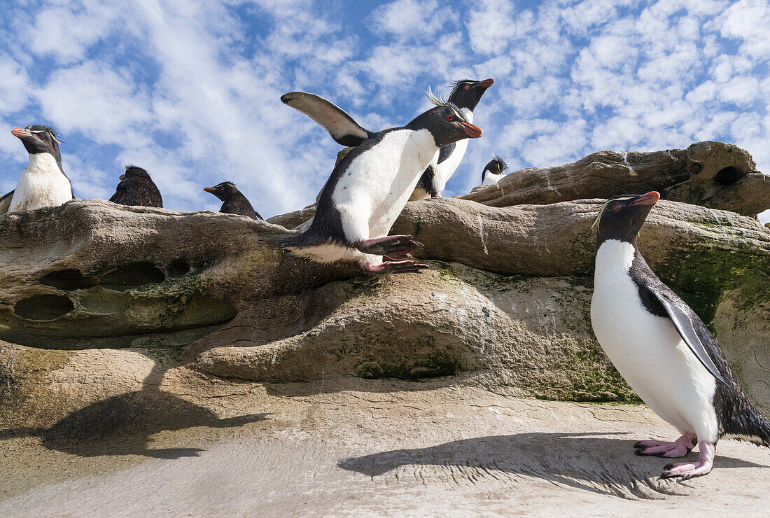 Rockhopper Penguin (Eudyptes chrysocome). Hopping up and down the cliffs. Falkland Islands