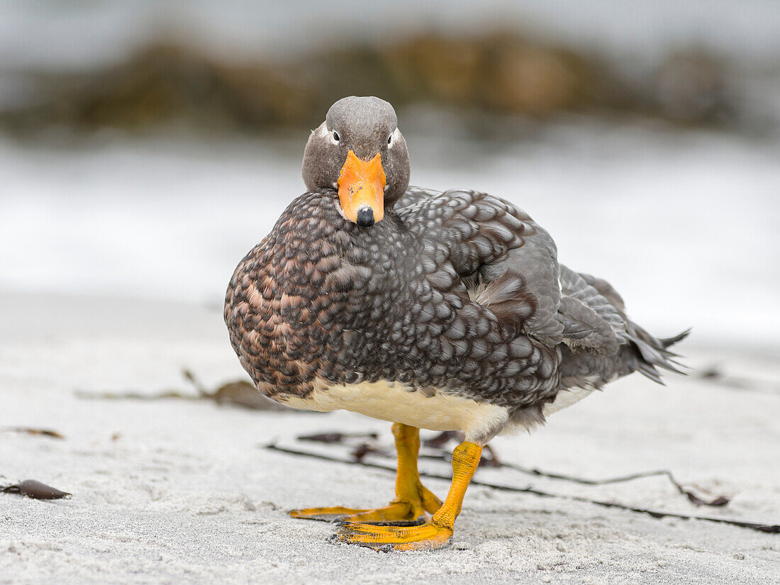 Falkland flightless steamer duck (Tachyeres brachypterus), a flightless duck endemic to the Falkland Islands. Male shows an orange, female a greenish beak. Falkland Islands