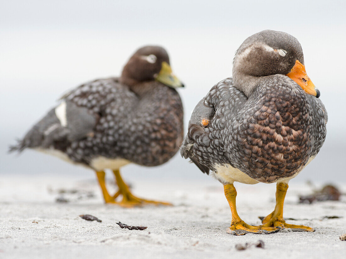 Falkland flightless steamer duck (Tachyeres brachypterus), a flightless duck endemic to the Falkland Islands. Male shows an orange, female a greenish beak. Falkland Islands