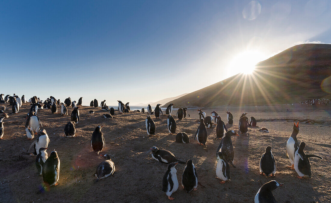 Gentoo Penguin (Pygoscelis Papua) Falkland Islands. Colony.