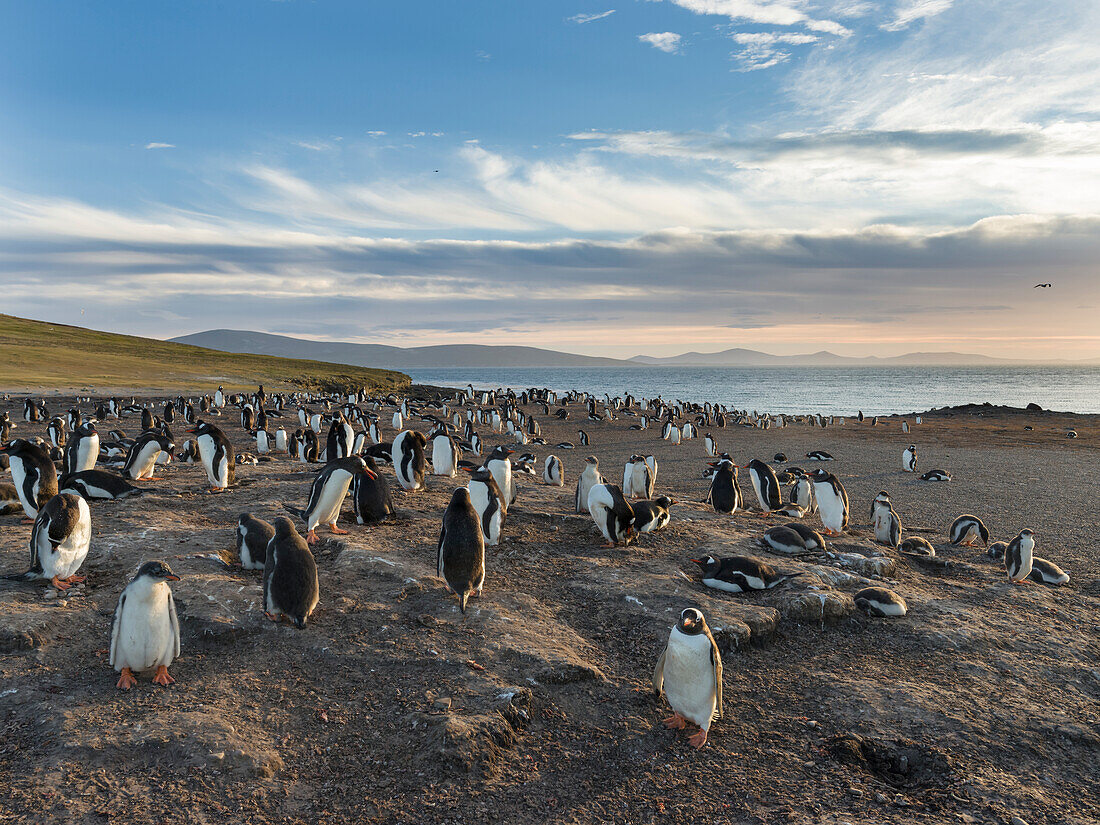 Gentoo Penguin (Pygoscelis Papua) Falkland Islands. Colony.
