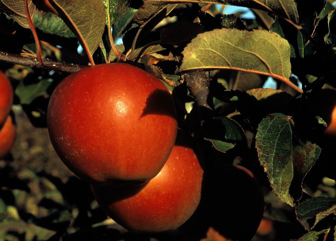 Empire Apples in a Tree