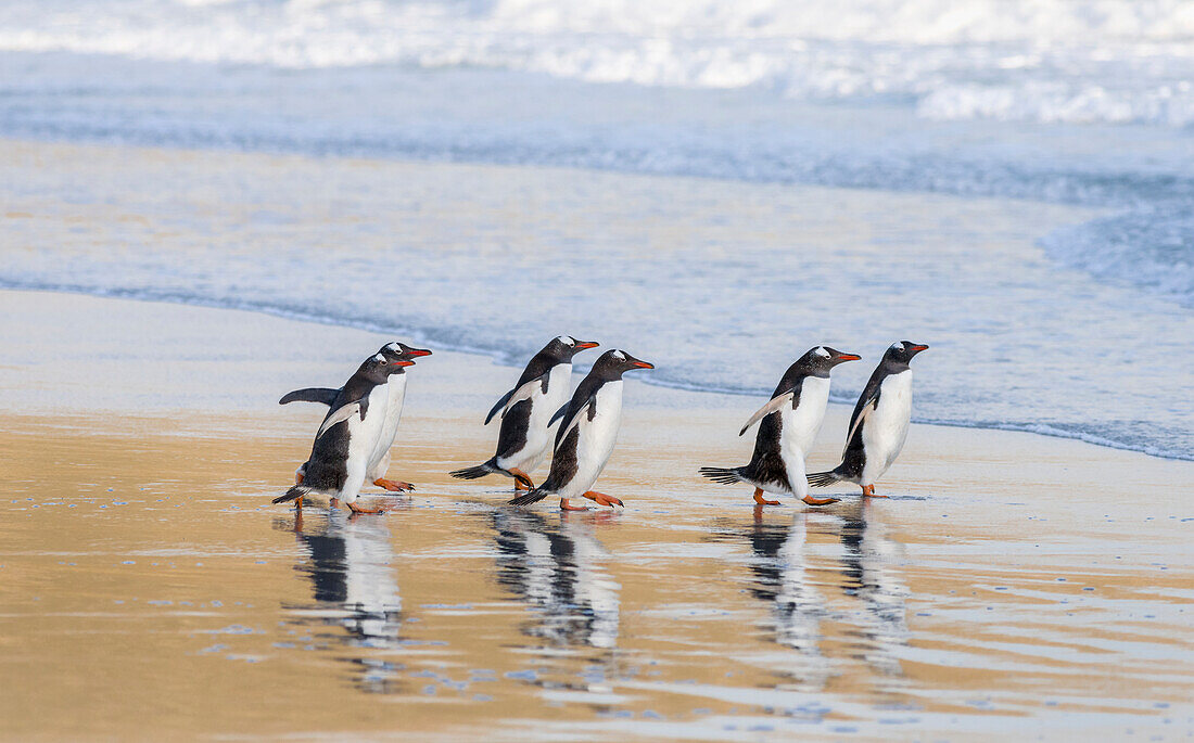 Eselspinguin (Pygoscelis Papua) Falklandinseln.