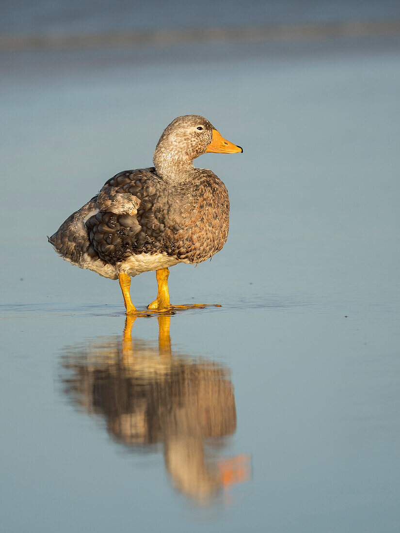 Falkland-Dampfschiffente, endemisch auf den Falklandinseln. Das Männchen zeigt einen orangefarbenen, das Weibchen einen grünlichen Schnabel, Falklandinseln.