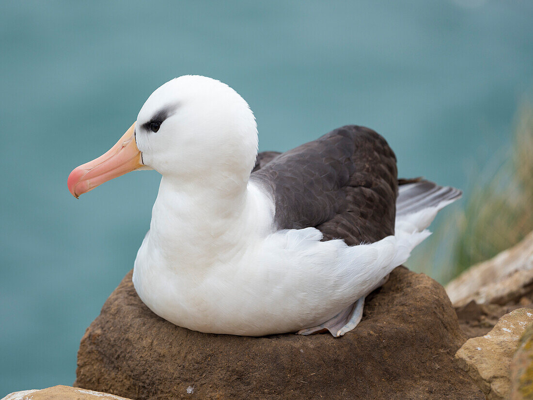 Adult brooding on tower-shaped nest. Black-browed albatross, Falkland Islands.