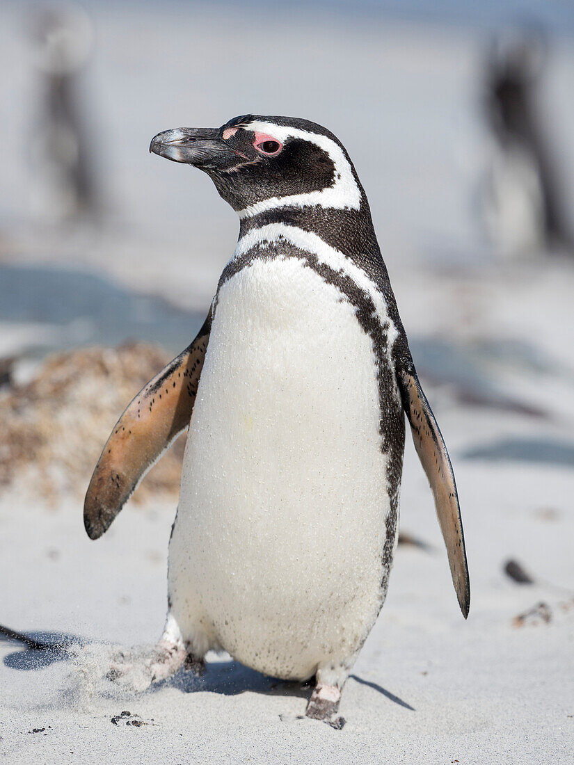 Magellanpinguin, Falklandinseln.