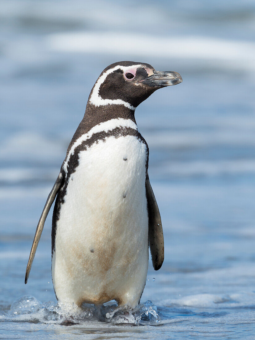 Magellanpinguin, Falklandinseln.