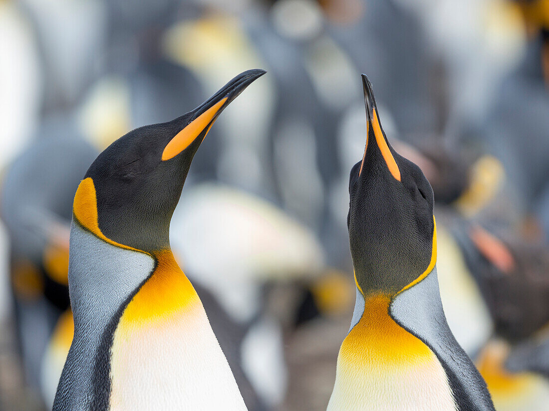 King Penguin, Falkland Islands.