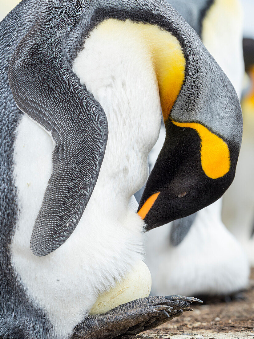 Ei wird von einem erwachsenen Königspinguin bebrütet, während er auf den Füßen balanciert, Falklandinseln.