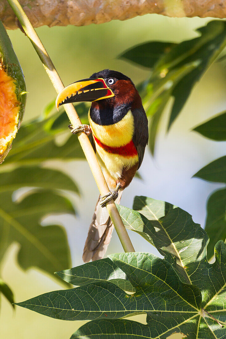 Brasilien, Mato Grosso, Das Pantanal, Kastanienohrarassari, (Pteroglossus castanotis). Kastanienohr-Aracari in einem Baum.