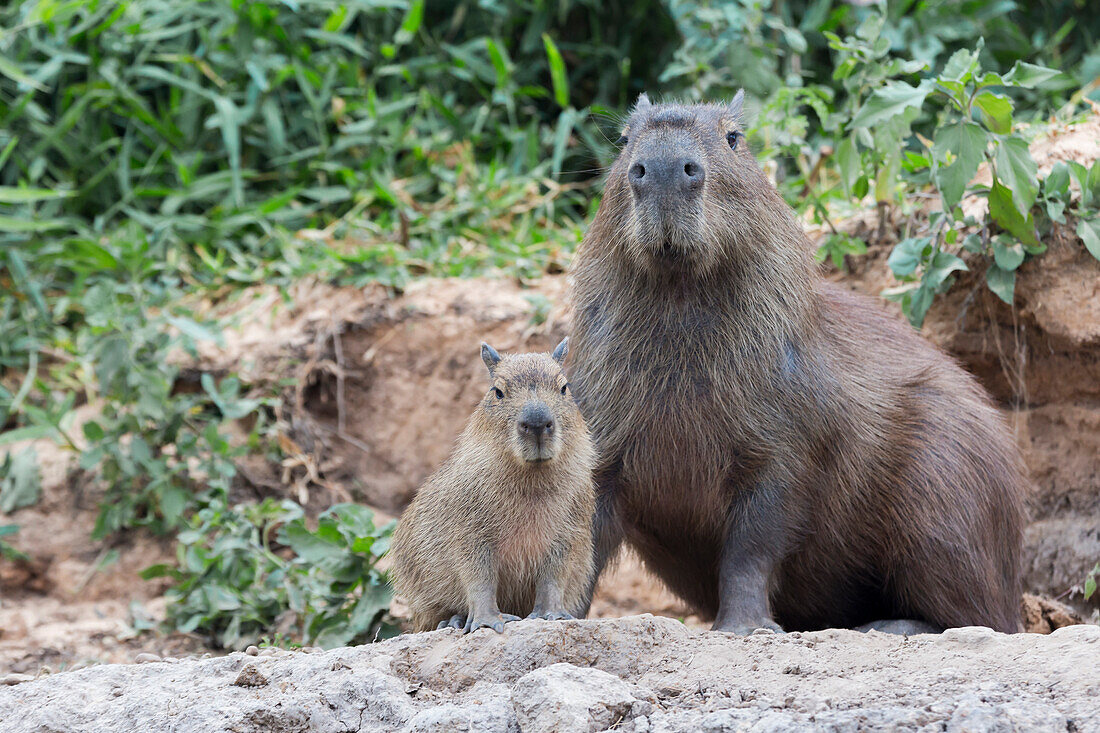 Brazil, Mato Grosso, The Pantanal, capybara, (Hydrochaeris hydrochaeris). Capybara with its young on the river bank.