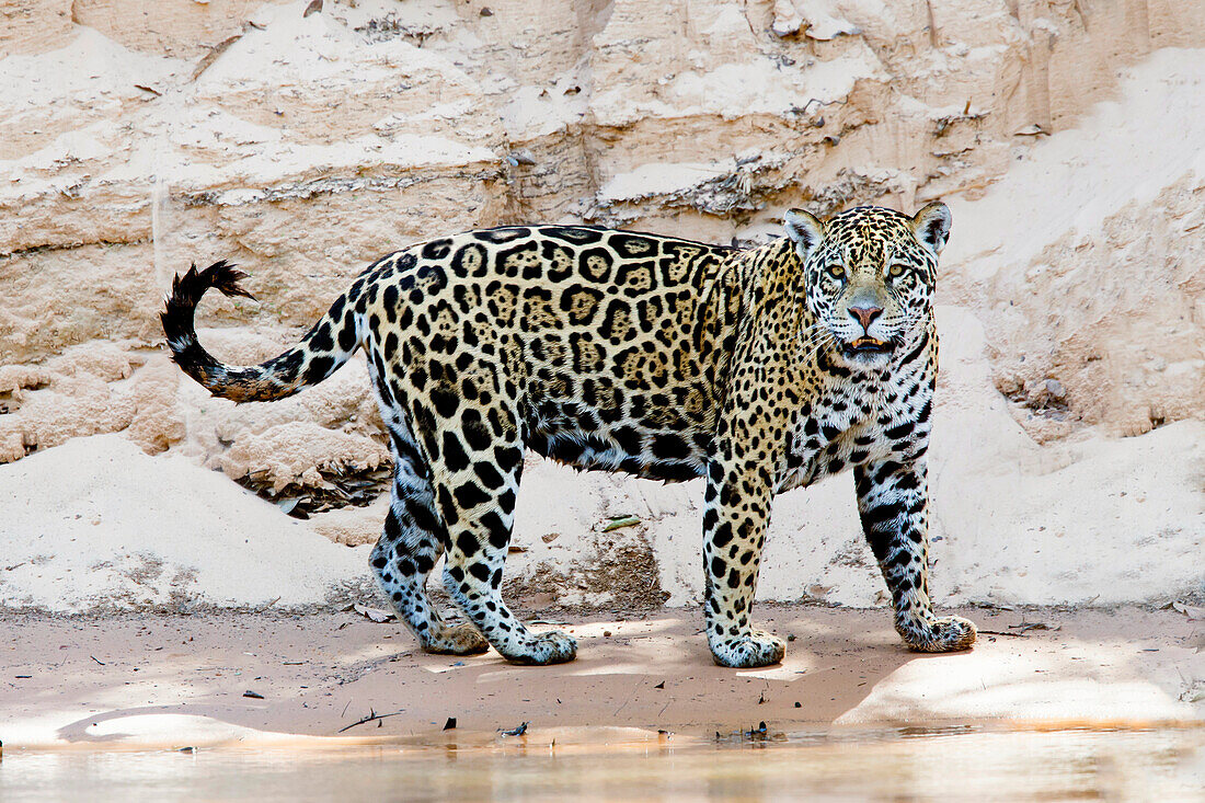 Brazil, Mato Grosso, The Pantanal, Cuiaba River, jaguar (Panthera onca). Jaguar walking along the bank of the Cuiaba River.