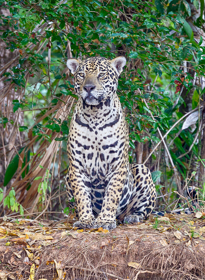 Brazil, Mato Grosso, The Pantanal, Rio Cuiaba, jaguar (Panthera onca). Jaguar resting on the bank of the Cuiaba River.