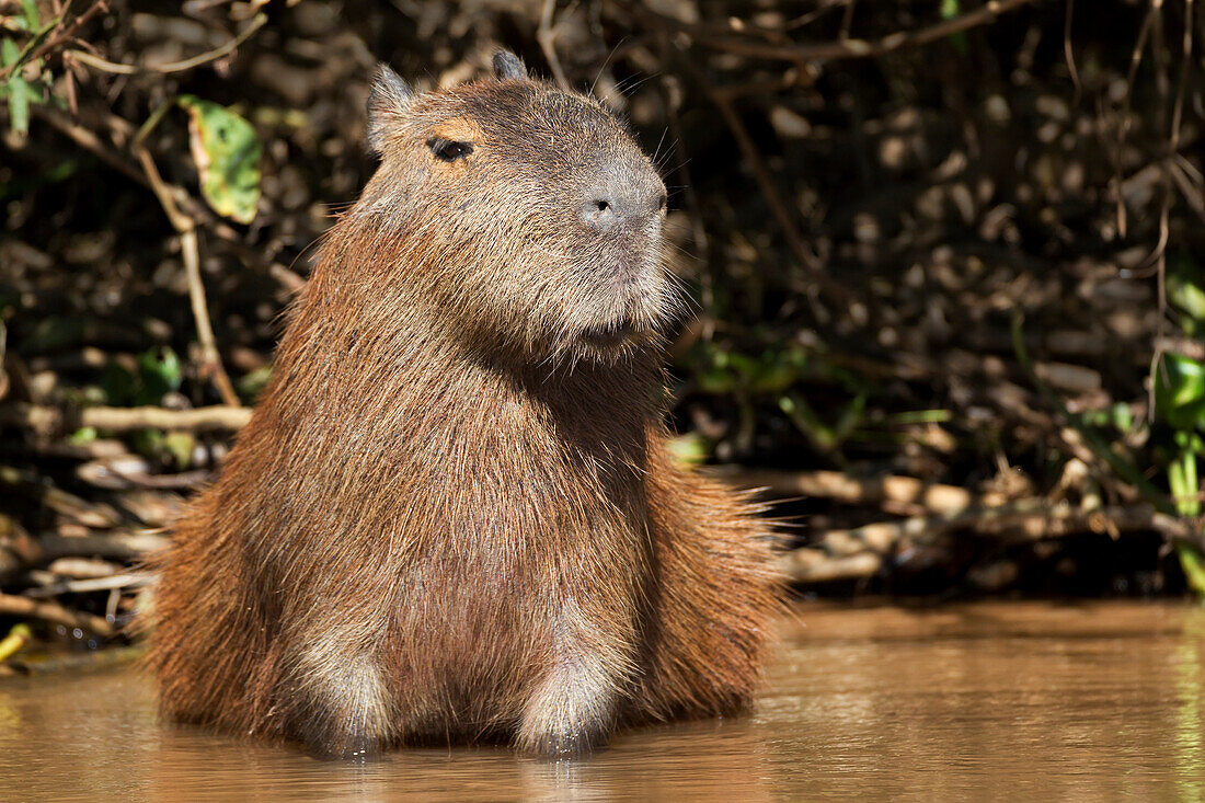 Brazil, Mato Grosso, The Pantanal, capybara, (Hydrochaeris hydrochaeris). Capybara sitting in water.