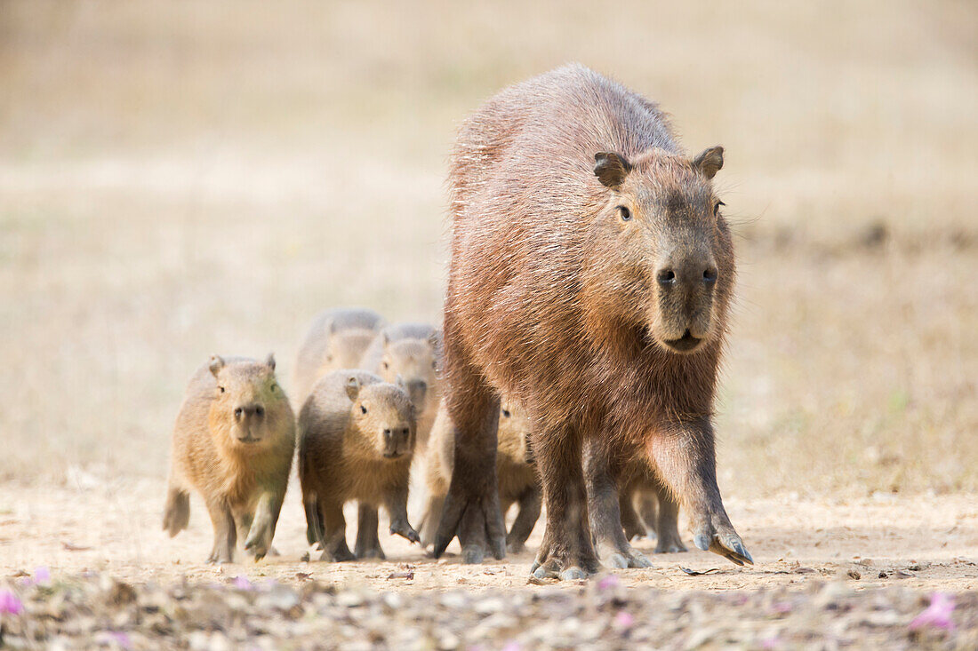 Brasilien, Mato Grosso, Das Pantanal, Wasserschwein, (Hydrochaeris hydrochaeris). Wasserschweinweibchen mit Jungen.