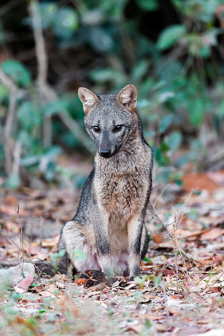 Brazil, Mato Grosso, The Pantanal, crab-eating fox, (Cerdocyon thous). Crab-eating fox at the edge of the forest.