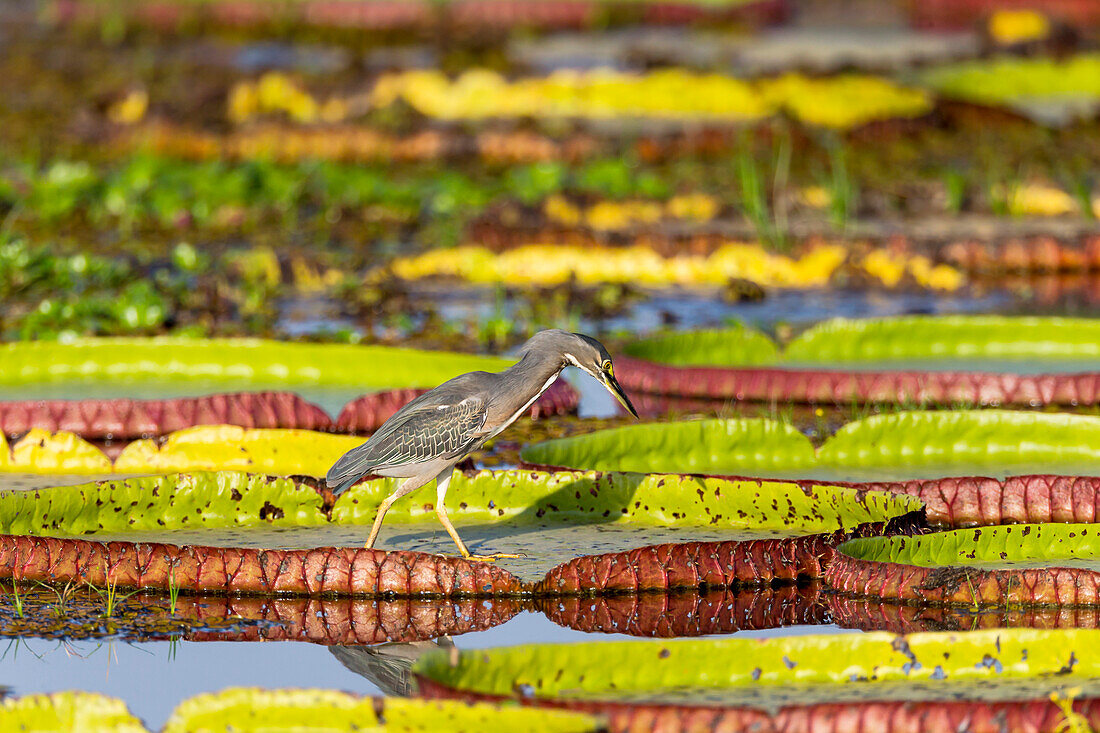 Brazil, Mato Grosso, The Pantanal, Porto Jofre, giant lily pads, (Victoria amazonica), striated heron, (Butorides striatus). Striated heron on giant lily pads.