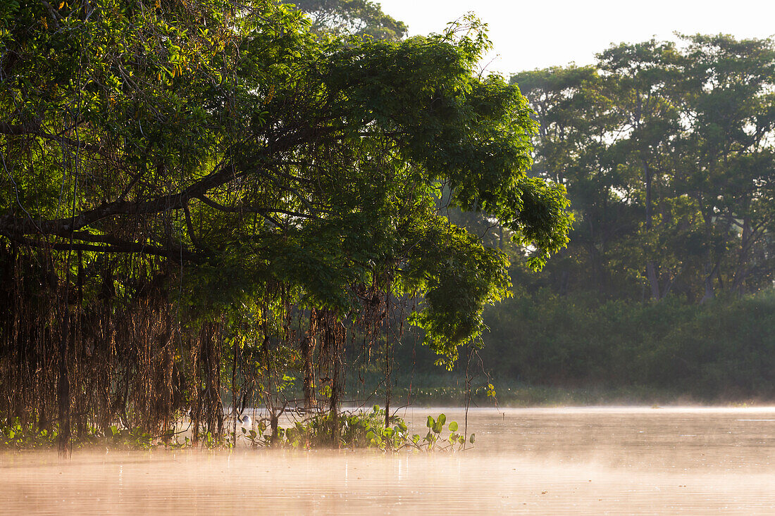 Brasilien, Mato Grosso, Das Pantanal, Rio Cuiaba. Morgennebel und Baumreben am Rio Cuiaba.