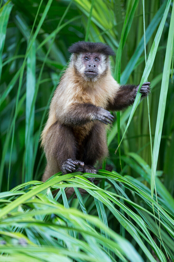 Brazil, Mato Grosso do Sul, Bonito. Portrait of a brown capuchin monkey, Cebus apella.