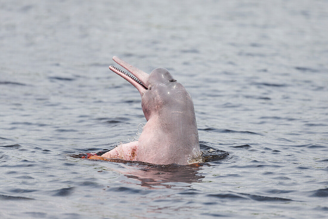 Brazil, Amazon, Manaus, Rio Negro, pink river dolphin, Inia geoffrensis. Portrait of a pink river dolphin with head out of the water.