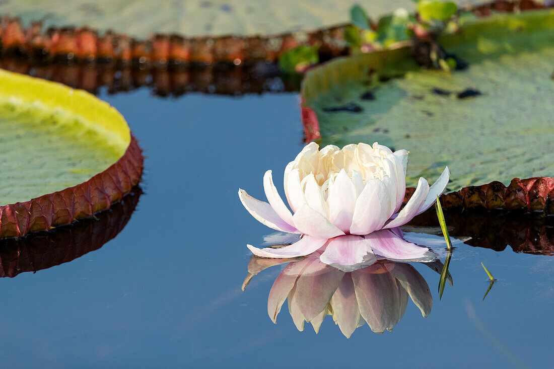 Brazil, The Pantanal, flower of the giant lily pad, Victoria amazonica. Day old flower of a giant lily pad.