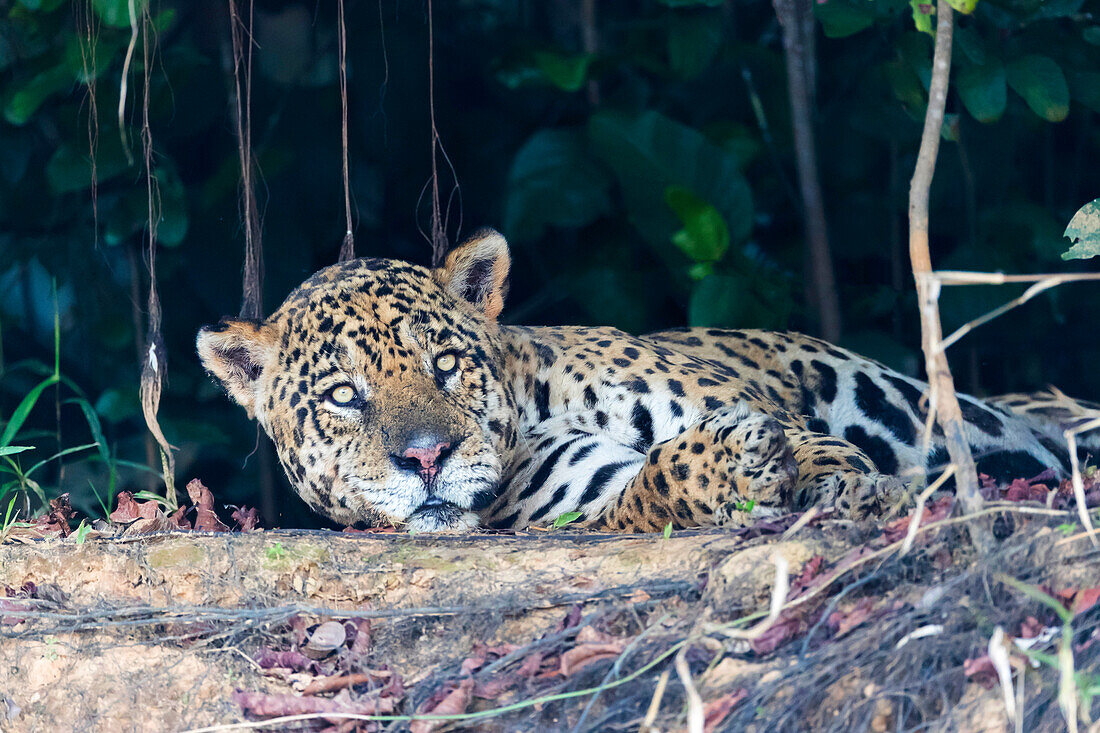 Brasilien, Das Pantanal, Rio Cuiaba, Jaguar, Panthera onca. Ein großer männlicher Jaguar sonnt sich am Flussufer.