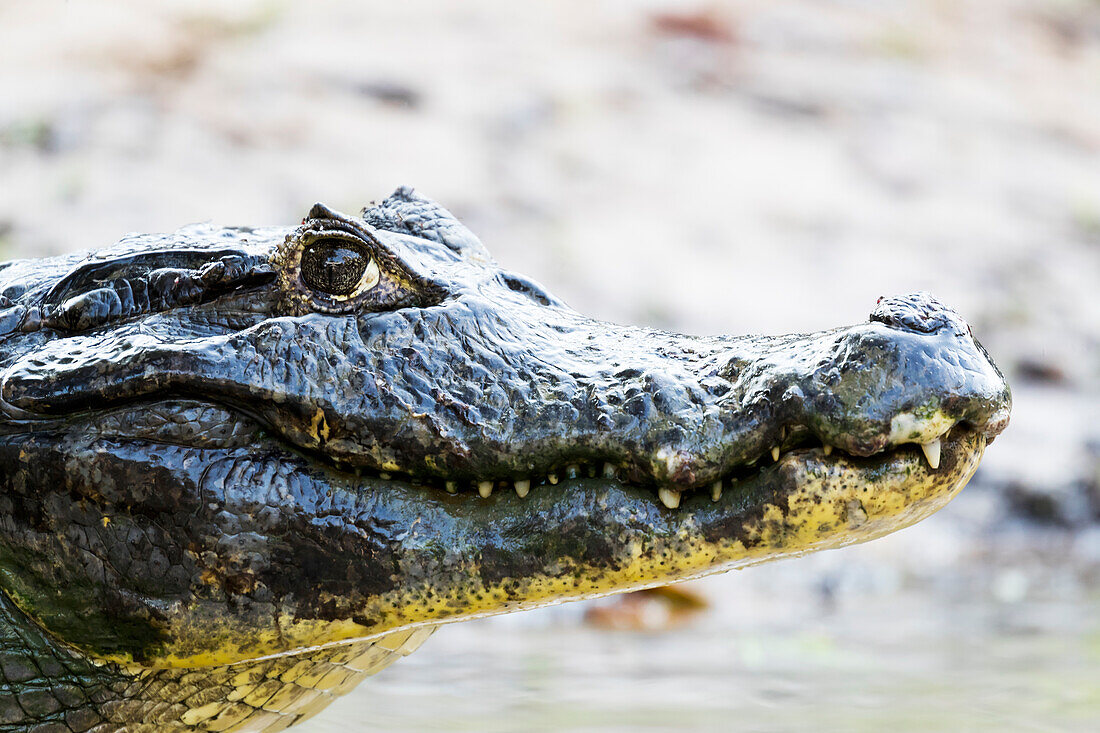 Brasilien, Das Pantanal, Rio Cuiaba, Schwarzer Kaiman, Caiman niger. Porträt eines schwarzen Kaimans, der sich am Ufer des Flusses sonnt.