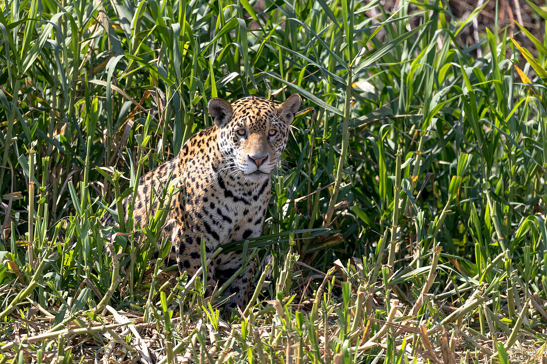 Brasilien, Das Pantanal, Rio Cuiaba, Jaguar, Panthera onca. Ein weiblicher Jaguar sitzt im Gras am Flussufer und hält Ausschau nach Beute.