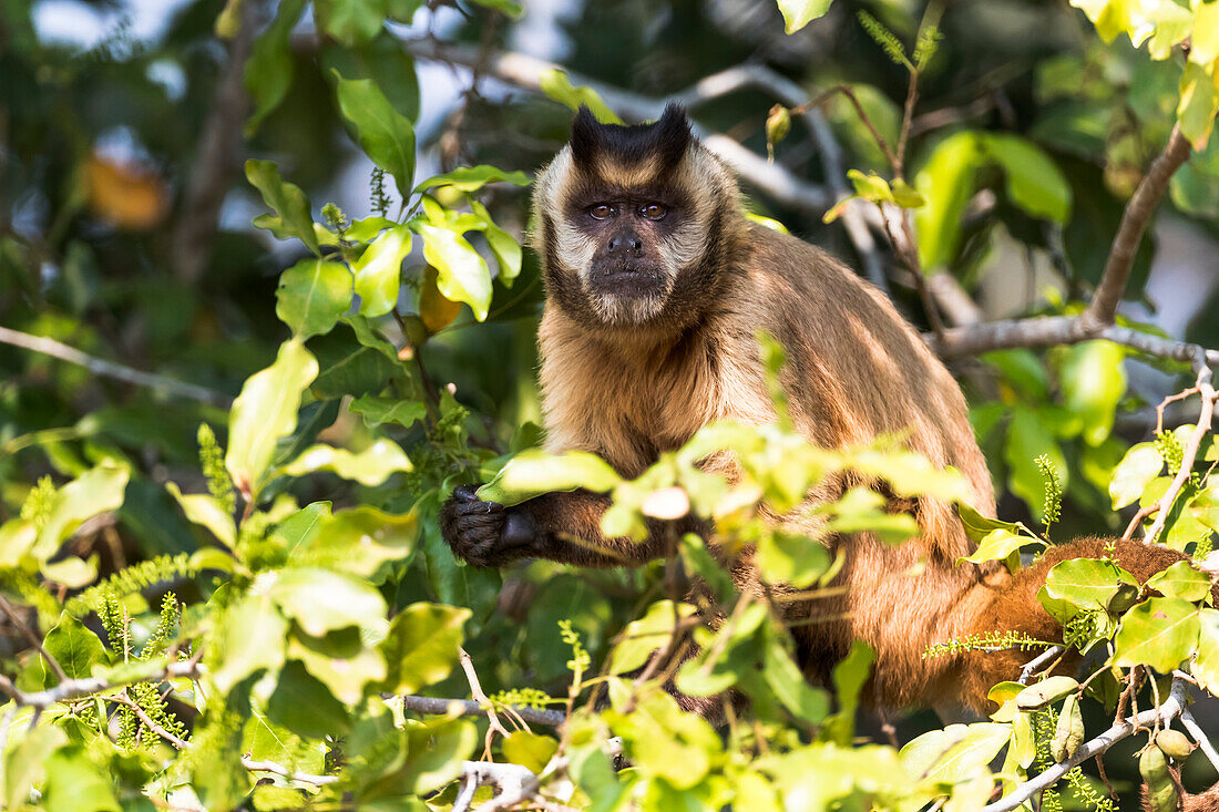 Brazil, The Pantanal, brown Capuchin monkey, Cebus apella. Brown Capuchin monkey eating fruit in a tree.