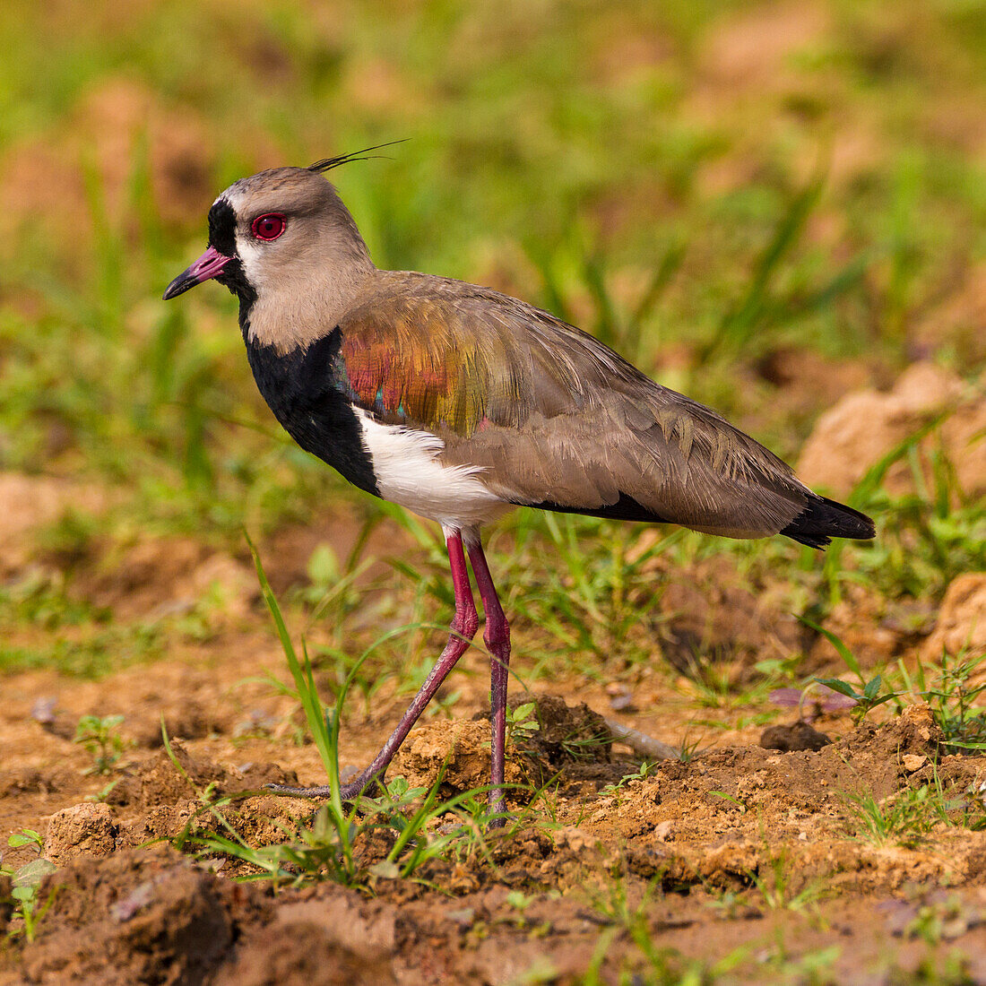 Brazil. A southern lapwing (Vanellus chilensis) foraging along the banks of a river in the Pantanal, the world's largest tropical wetland area, UNESCO World Heritage Site.