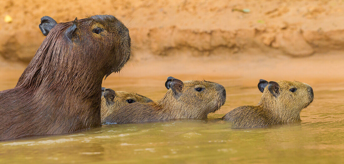 Brasilien. Wasserschweine (Hydrochoerus hydrochaeris) sind Nagetiere, die häufig im Pantanal vorkommen, dem größten tropischen Feuchtgebiet der Welt, UNESCO-Welterbe.