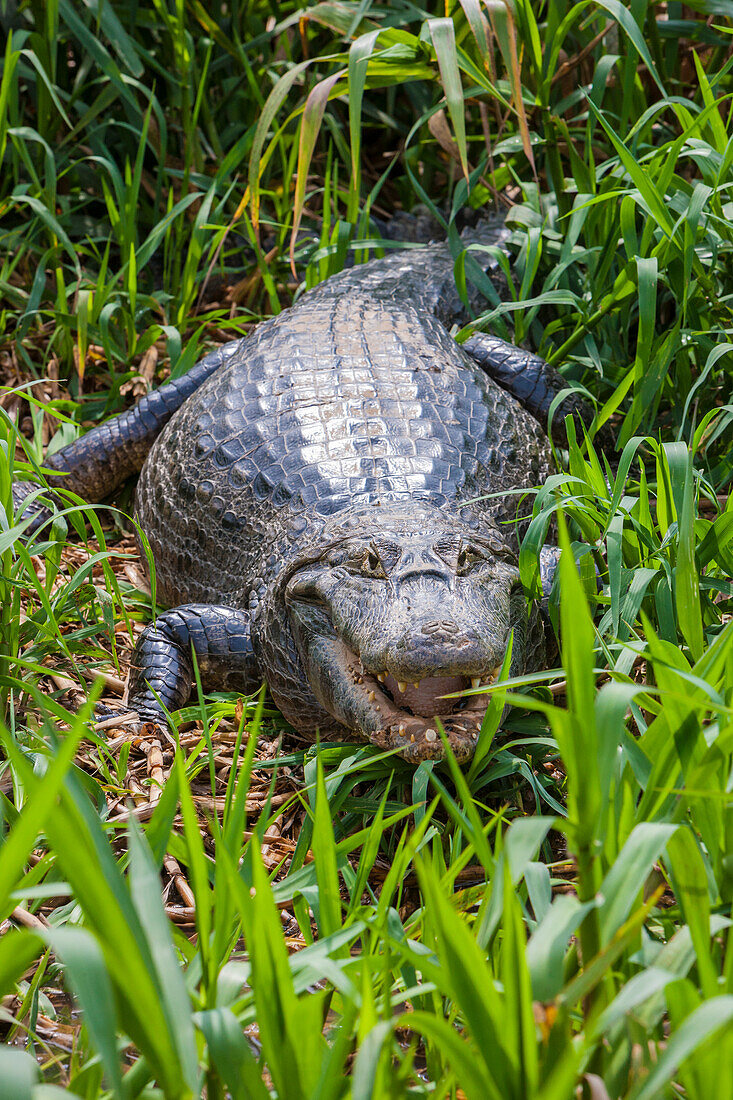 Brasilien. Ein Brillenkaiman (Caiman crocodilus), der häufig im Pantanal, dem größten tropischen Feuchtgebiet der Welt, gefunden wird, UNESCO-Welterbestätte.