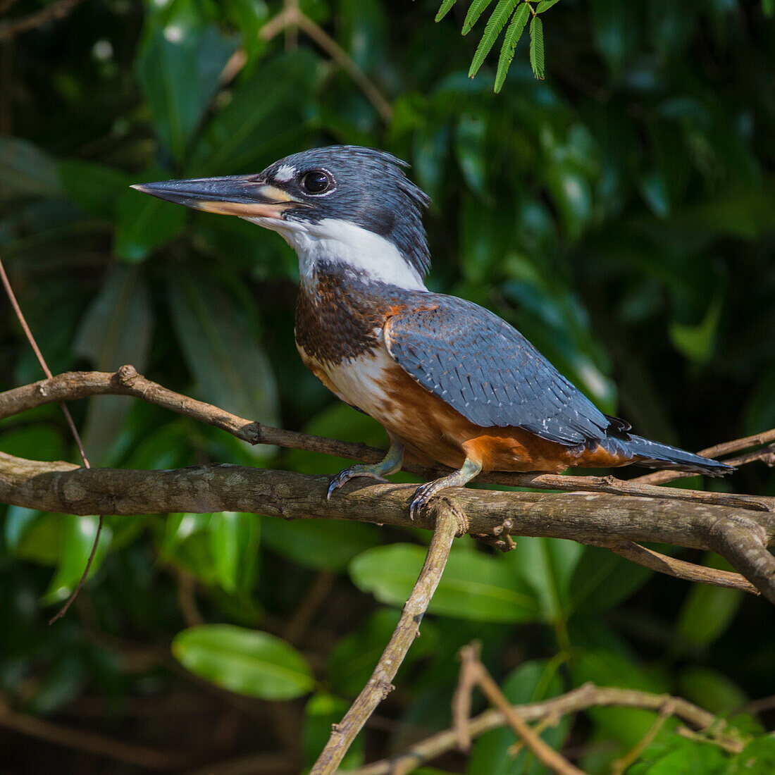 Brazil. An Amazon kingfisher (Chloroceryle amazona) with a small captured fish in the Pantanal, the world's largest tropical wetland area, UNESCO World Heritage Site.