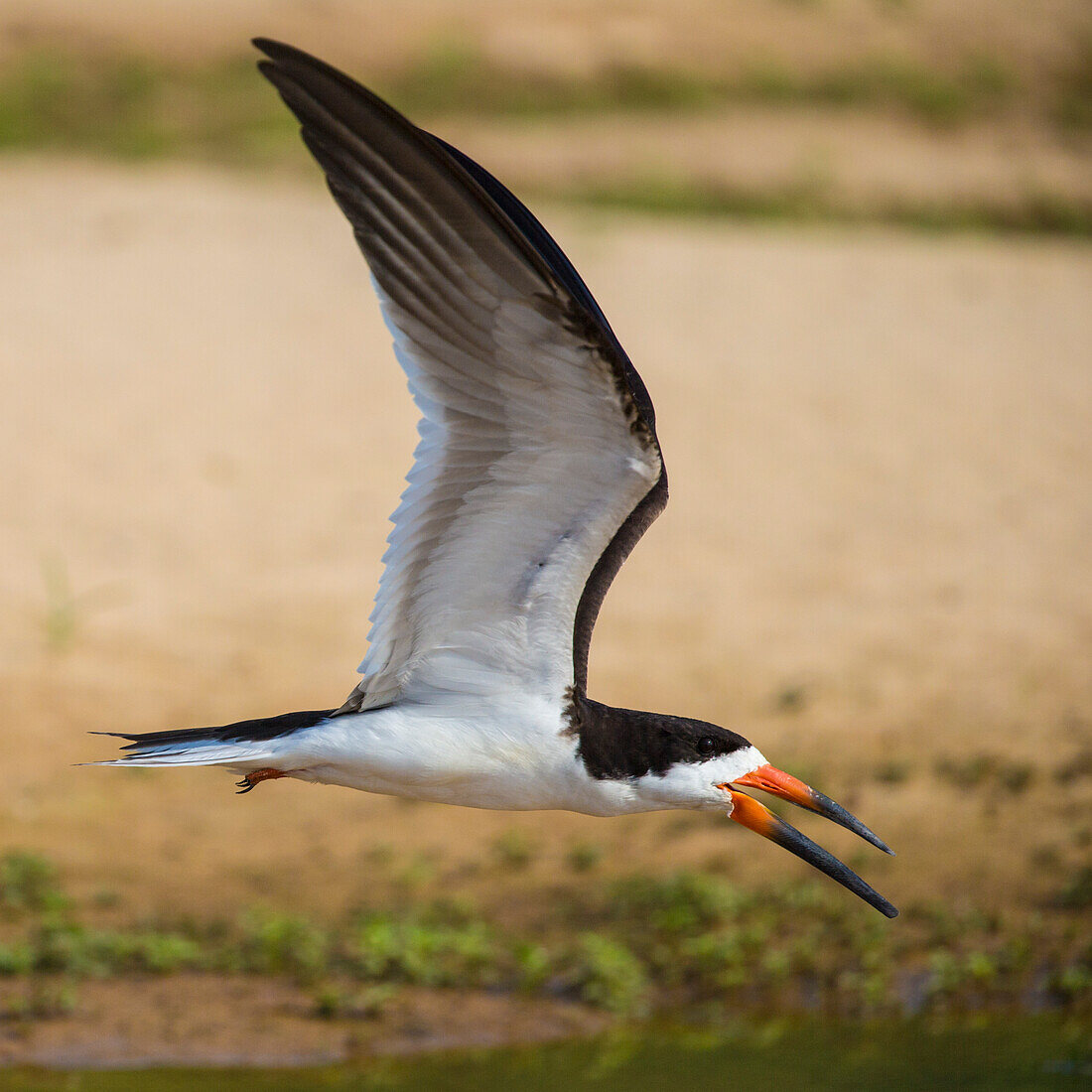 Brazil. A black skimmer (Rynchops Niger) in the Pantanal, the world's largest tropical wetland area, UNESCO World Heritage Site.