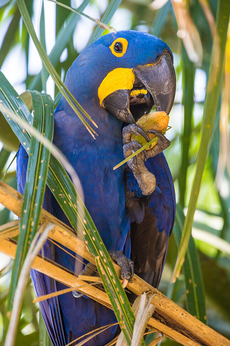 Brasilien. Hyazinth-Ara (Anodorhynchus hyacinthinus), eine gefährdete Papageienart, im Pantanal, dem größten tropischen Feuchtgebiet der Welt, UNESCO-Weltnaturerbe.