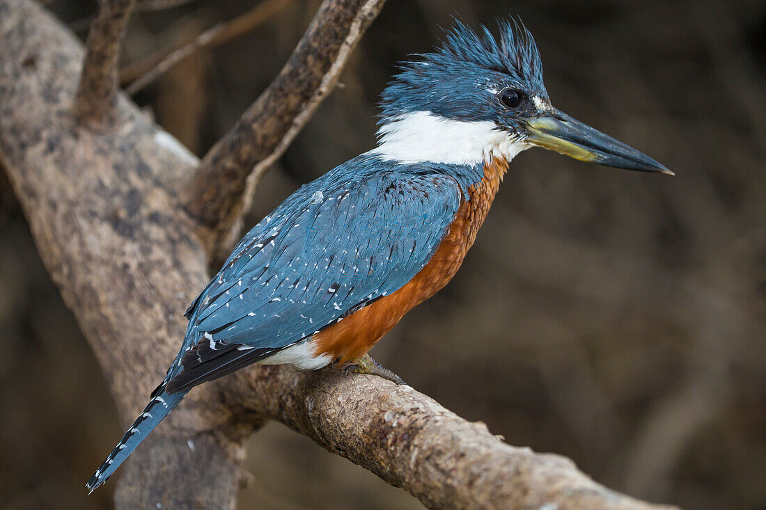 Brasilien. Ein Amazonas-Eisvogel (Chloroceryle amazona) mit einem kleinen gefangenen Fisch im Pantanal, dem größten tropischen Feuchtgebiet der Welt, UNESCO-Welterbestätte.