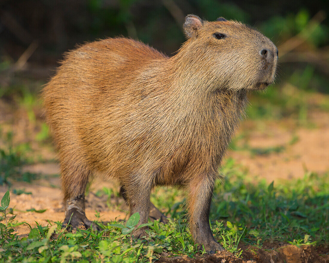 Brasilien. Das Wasserschwein (Hydrochoerus hydrochaeris) ist ein Nagetier, das häufig im Pantanal vorkommt, dem größten tropischen Feuchtgebiet der Welt, UNESCO-Weltnaturerbe.