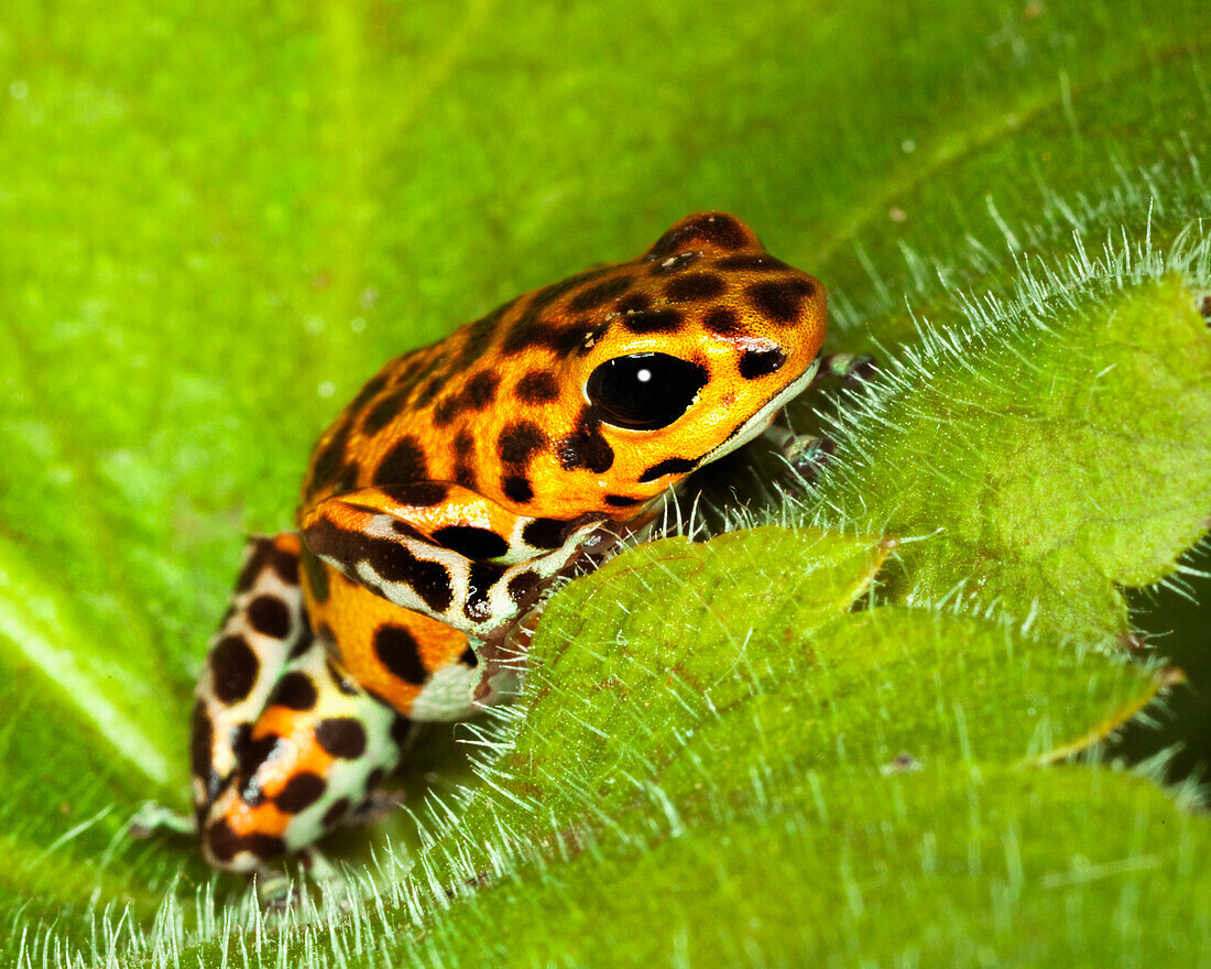 Südamerika, Panama. Gelbe Form des Pfeilgiftfroschs auf einer stacheligen Pflanze