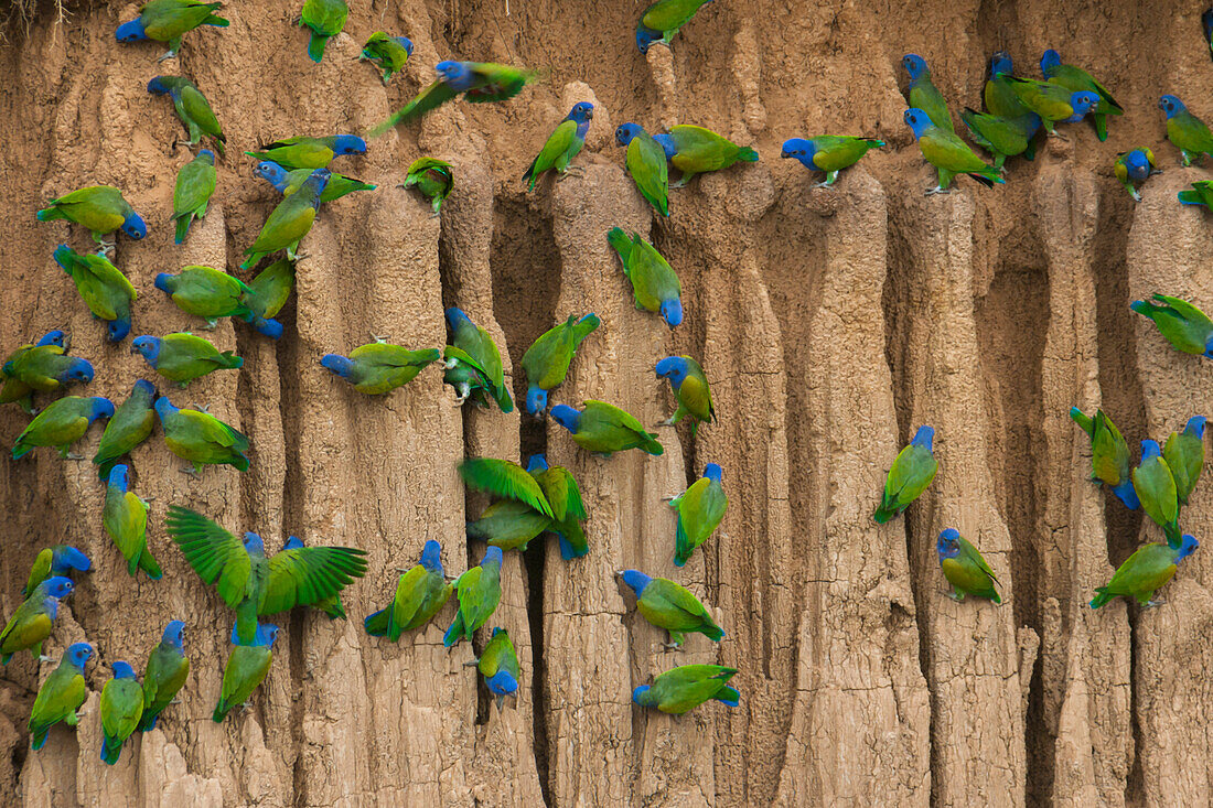 Eine Gruppe von Blaukopfpapageien klammert sich an die senkrechten Lehmklippen, die den Manu-Fluss im peruanischen Amazonasbecken säumen. Die Mineralien wirken Giftstoffen entgegen, die die Vögel mit dem Verzehr bestimmter Nüsse und Früchte aufnehmen, die zu ihrer Nahrung gehören.