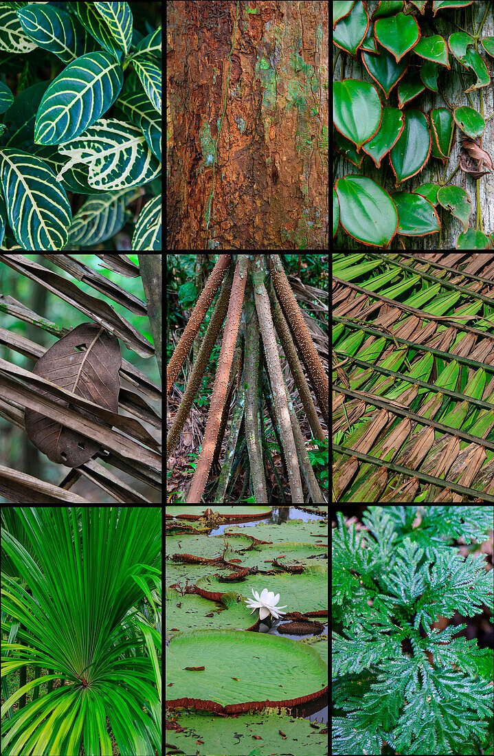 A poster featuring plants found in the Jungles of the Peruvian Rainforest