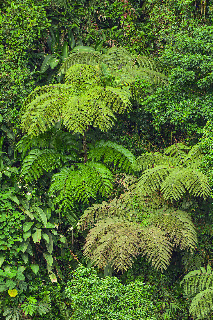 Nebelwaldbäume und Vegetation in den Bergen von Bajos del Toro Amarillo, Sarchi, Costa Rica