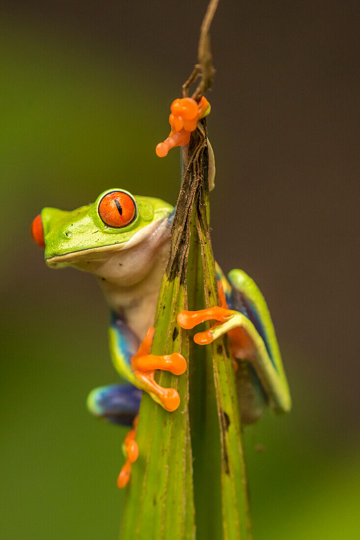 Central America, Costa Rica. Red-eyed tree frog close-up