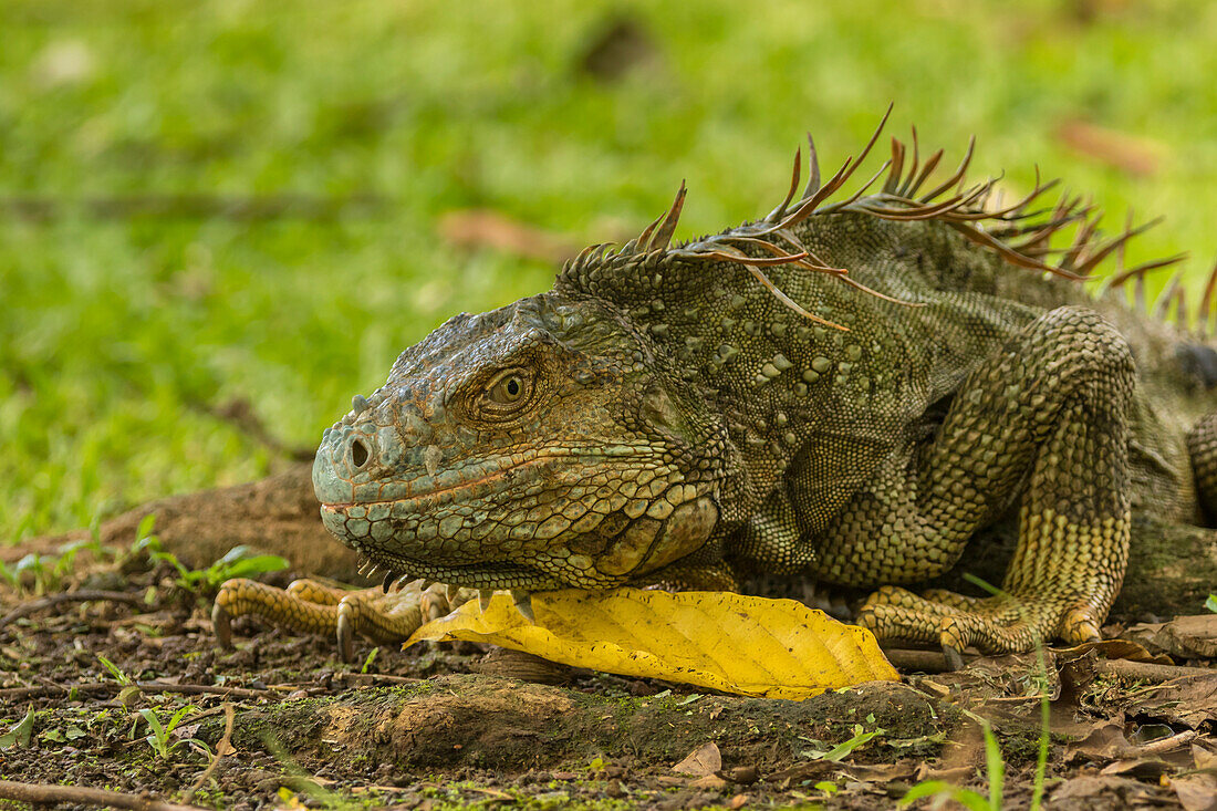 Central America, Costa Rica. Iguana close-up