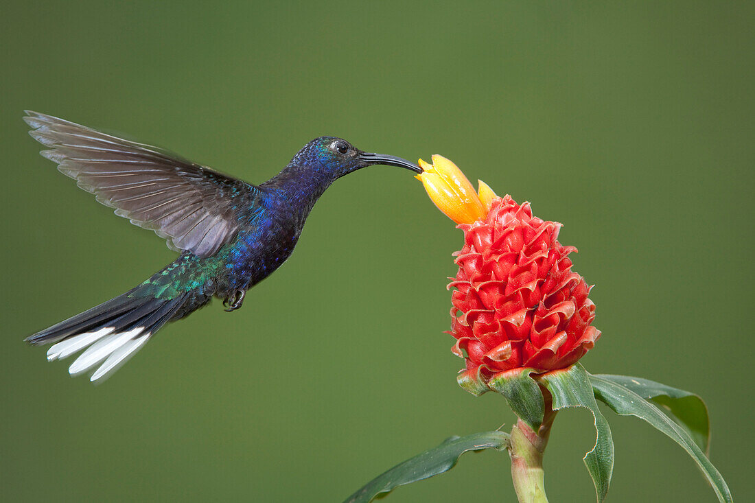 Karibik, Costa Rica. Violetter Säbelzahnkolibri bei der Fütterung