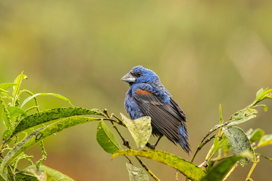 Costa Rica, La Paz River Valley, La Paz Waterfall Garden. Blauer Kernbeißer in Gefangenschaft auf einer Stütze
