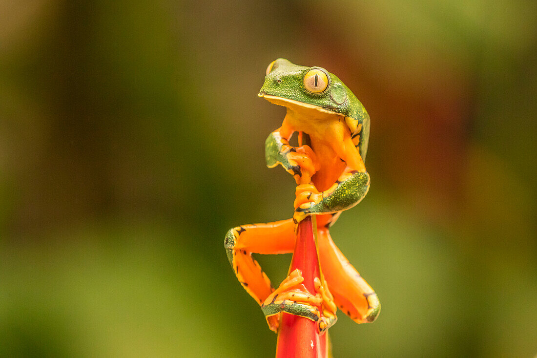 Costa Rica, La Paz River Valley, La Paz Waterfall Garden. Captive splendid leaf frog on heliconia