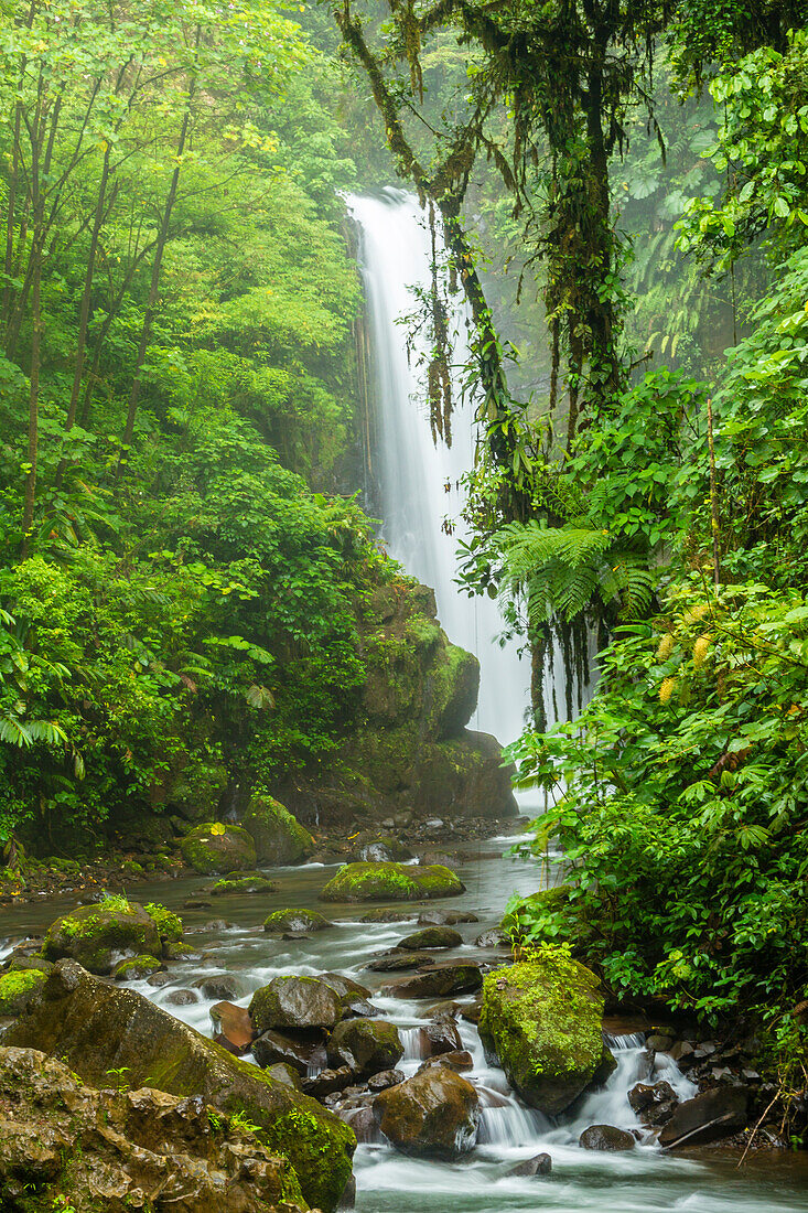 Costa Rica, La Paz-Flusstal, La Paz-Wasserfall-Garten. Wasserfall und Bachlauf im Regenwald