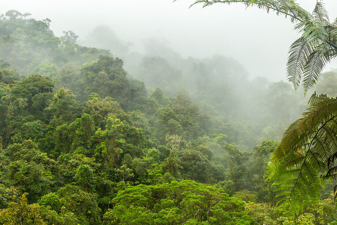 Costa Rica, La Paz River Valley, La Paz Waterfall Garden. Fog over rainforest