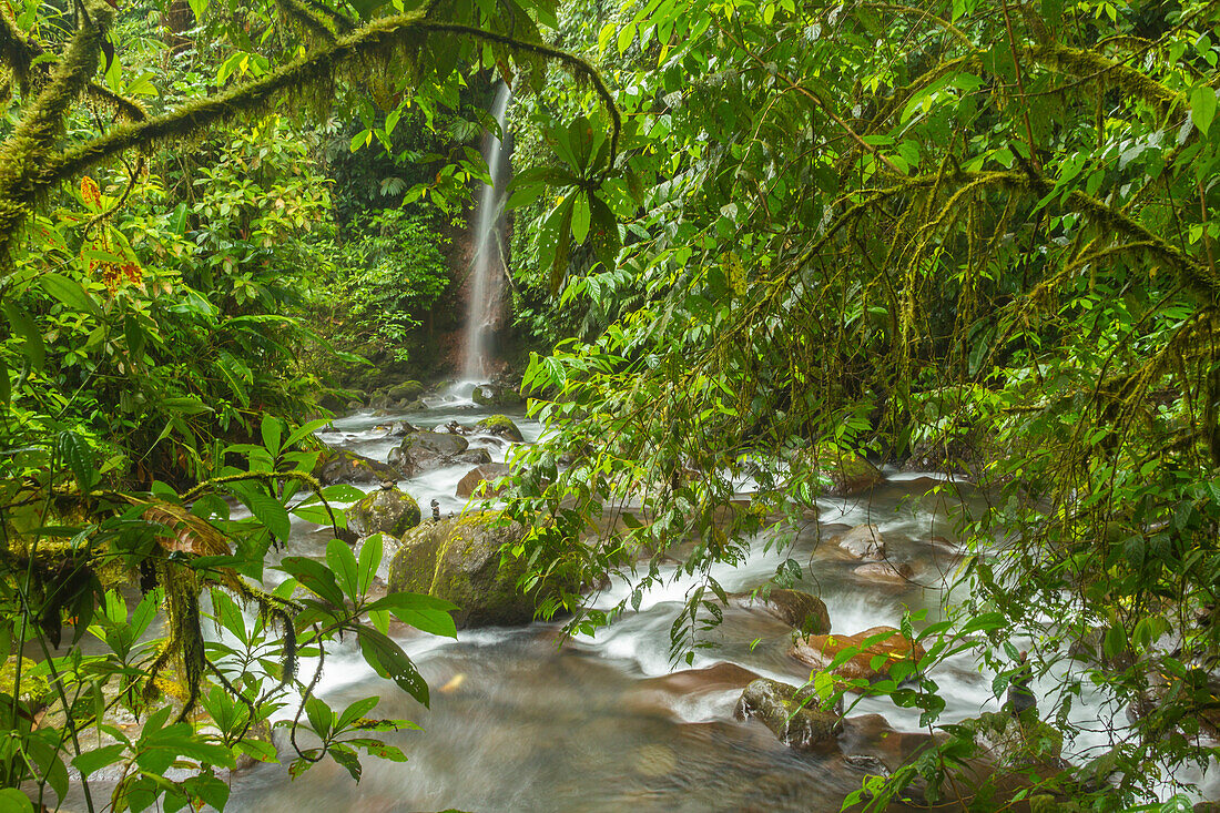 Costa Rica, La Paz-Fluss-Tal, La Paz-Wasserfall-Garten. Wasserfall und Bach im Regenwald