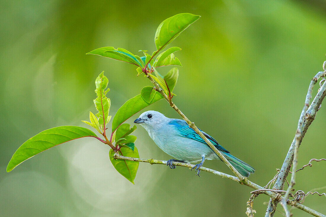 Costa Rica, Sarapiqui River Valley. Blue-grey tanager on limb